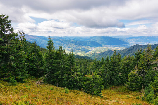 forested slopes of carpathian mountains. spruce trees on the grassy hillside. beautiful nature scenery on a cloudy day in early autumn