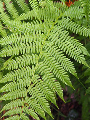pale green fern leaf