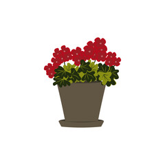 Blooming geranium with red flowers in a pot. Geraniums in a flower pot.