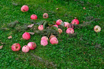 Red apples fallen from tree in Kumla Sweden august 25 2023