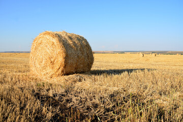 dry yellow field with rolled bales of hay in sunset with blue sky copy space