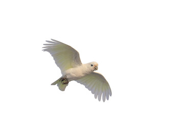 Beautiful of Goffin's Cockatoo parrot isolated on transparent background png file