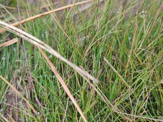 
Grass with dew in the forest close-up