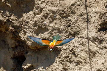 Colorful Bee Eater in the Danube Delta	
