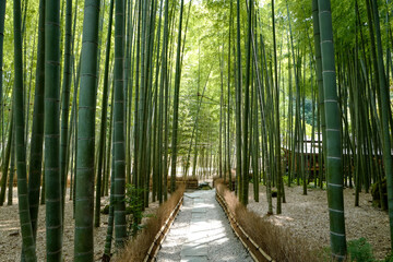 Obraz premium 報国寺の竹林1