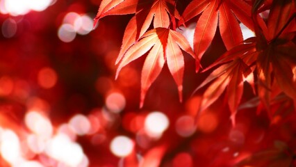 紅葉　赤く色づいたモミジの葉