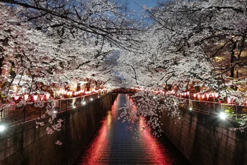 Foto auf Acrylglas 目黑川沿いの夜桜3 © ENDLICHERI