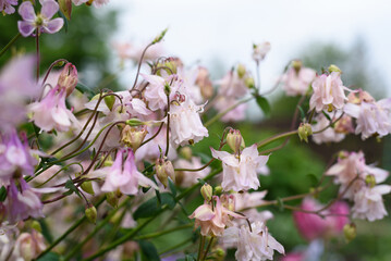 Gently pink aquilegia flowers in the garden in summer