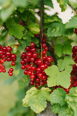 Juicy ripe red currant berries in summer in the garden