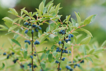 Organic honeysuckle berries on a bush in the garden in summer