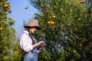Women owner plantation checking quality tangerines and checks market prices with her tablet.Women working and contact customers who order online on smartphone in orange orchard.Women happy, Success.