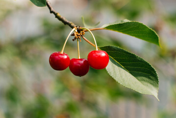 Ripe red organic cherry grows on a branch in the garden