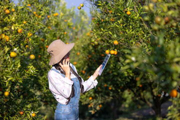 Women owner plantation checking quality tangerines and checks market prices with her tablet.Women working and contact customers who order online on smartphone in orange orchard.Women happy, Success.