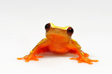 Surinam-Clownfrosch // Beireis' treefrog  (Dendropsophus leucophyllatus) 