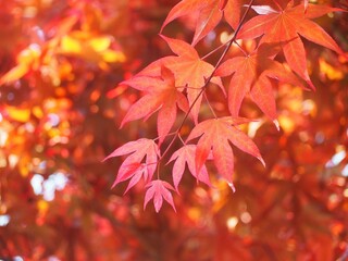 紅葉　赤く色づいたモミジの葉