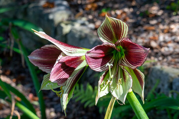 Striking flowers of the butterfly amaryllis bulb (hippeastrum papilio)