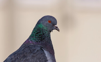 Portrait of rock pigeon looking curiously