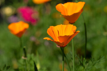 Naklejka premium Orange flowers of a California poppy or golden poppy (eschscholzia californica)