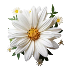 Fotobehang daisies isolated on transparent  background © Jean Isard