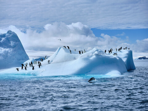 Penguins on sunny iceberg on Weddell Sea, Antarctic Peninsula, Antarctica
