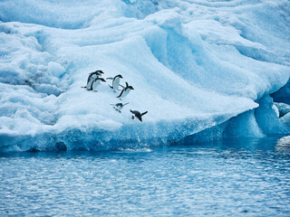 Penguins diving from ice into ocean, Antarctic Peninsula, Weddell Sea, Antarctica

