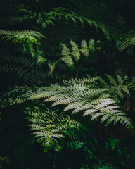 Tree branches in the middle of the forest green scenery