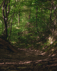 Obraz premium path in the middle of the forest with sunbeams coming through the trees