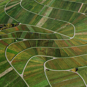 Aerial view green vineyard crops forming landscape curve pattern, Beutelsbach, Germany
