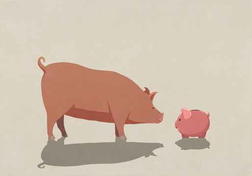 Curious, large pig looking down at piggy bank
