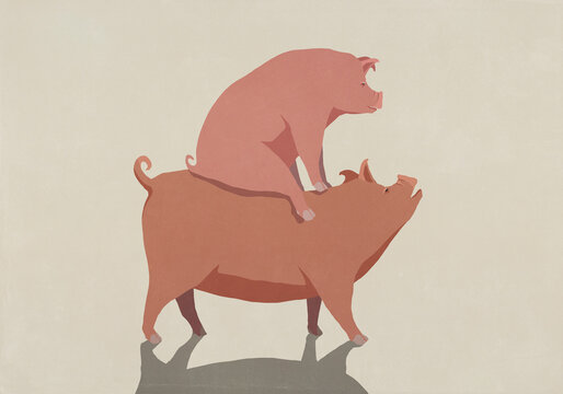 Pink pig freeloading, piggybacking
