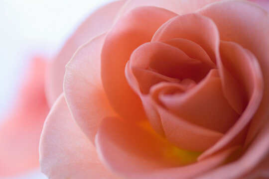 Extreme close up of a pink rose
