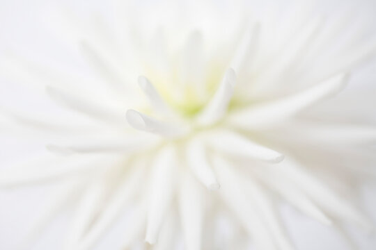 Fototapeta Extreme close up of white dahlia 