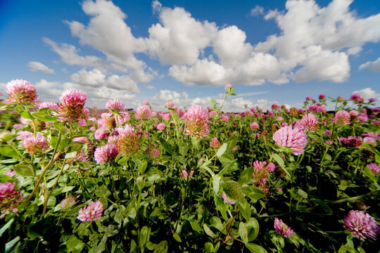 Field of pink flowers with blue sky
