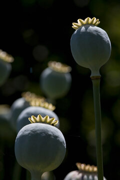Poppy on black background
