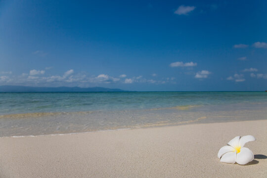 White flower on sandy beach and blue water, Koh Pha Ngan, Thailand
