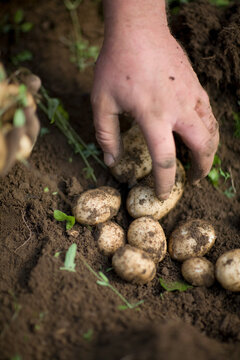Close up of farmer's hands picking new potatoes
