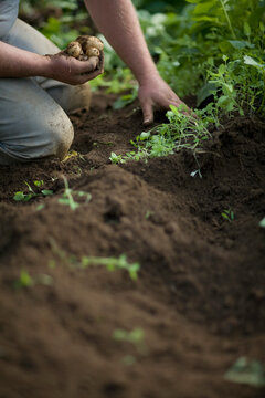 Close up of farmer's hands picking new potatoes
