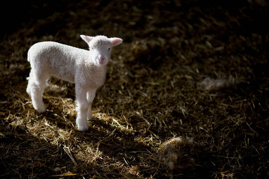 Portrait of lamb in a stable
