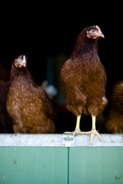 Chickens roaming in chicken run
