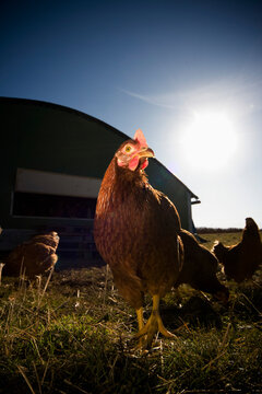 Chickens roaming outside
