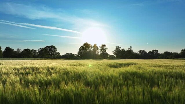 Smooth drone flight by sunset over a cornfield in summer.