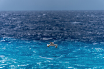 Seagull flying over Mediterranean Sea.