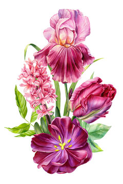 Beautifu pinkl flowers on isolated white background, iris, tulip, hyacinth, green leaves, watercolor botanical bouquet