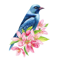 beautiful apple flowers and bright bird on branch, isolated white background, watercolor botanical painting illustration