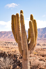 big green cactus on arid environment © Margarita
