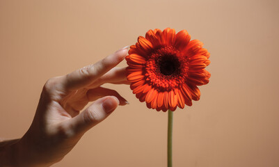 female hand touching flower gerber isolated on orange background
