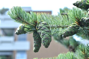 green cones on a coniferous tree