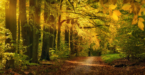 Beautiful natural alley in autumn, with yellow tree branches hanging over a dirt road like an arch - 642009613
