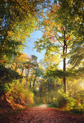 Forest path in beautiful autumn light, with rays of sunlight, blue sky and tall colorful beech trees