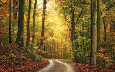 Tranquil autumn scenery in a colorful beech forest, with a beam of soft light in slightly misty...